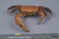 凶狠圓軸蟹藏品圖，第3張